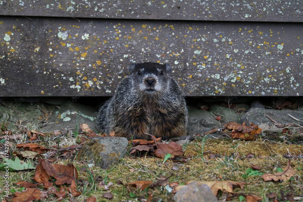 Groundhog work