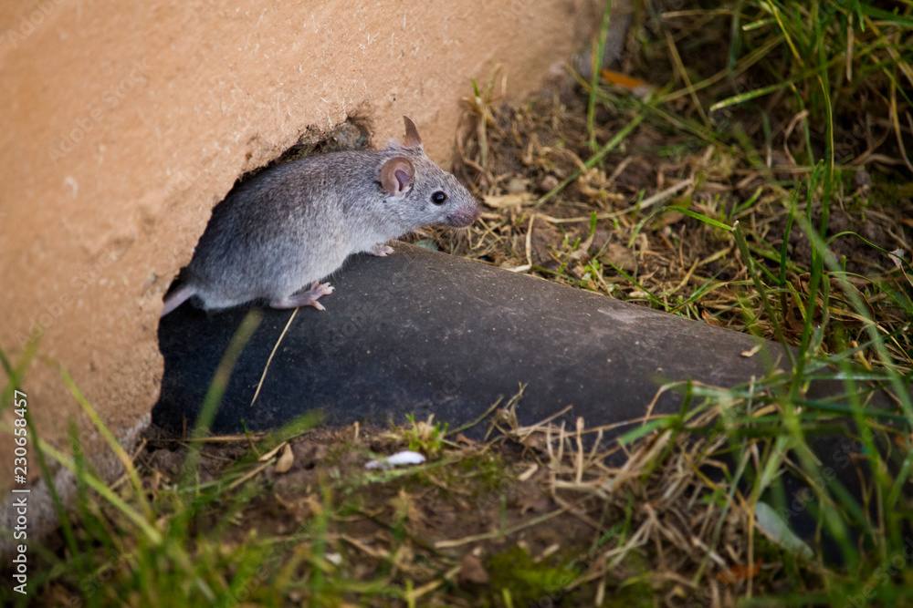 Mouse work