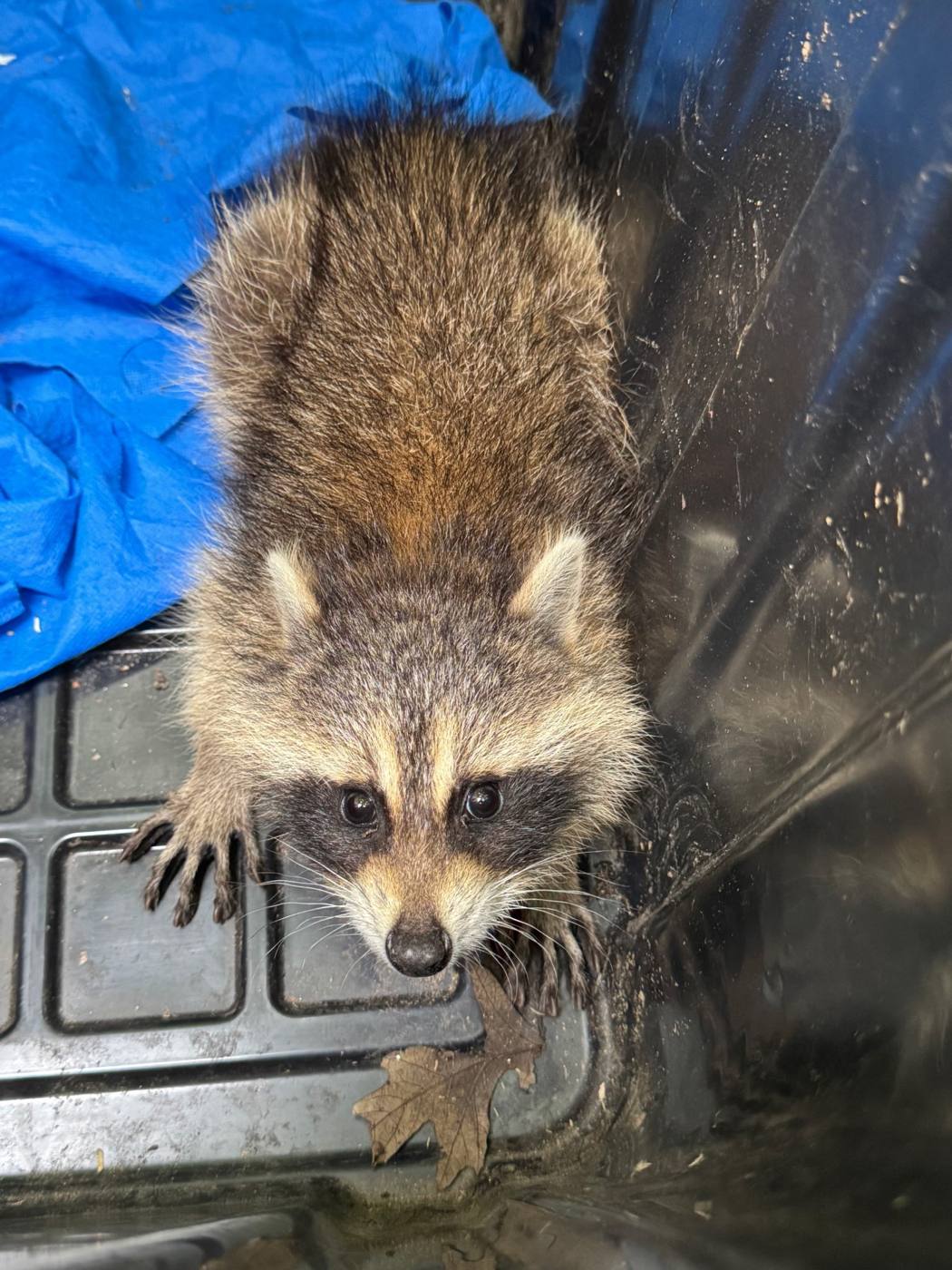 Raccoon
