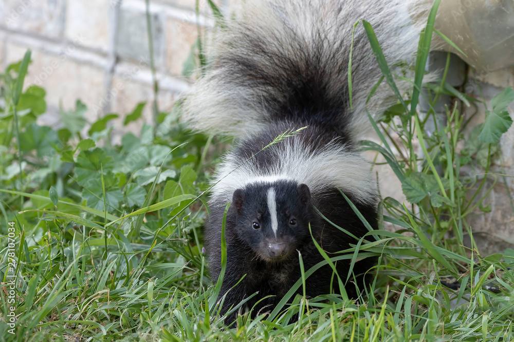 Skunk work